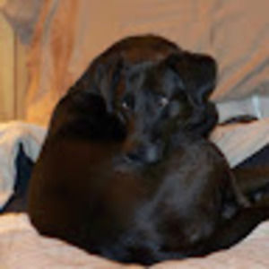 Meet your Posher, Bruce